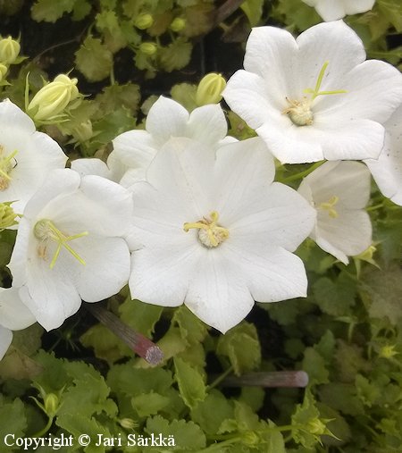 Campanula carpatica 'Pearl White', karpaattienkello